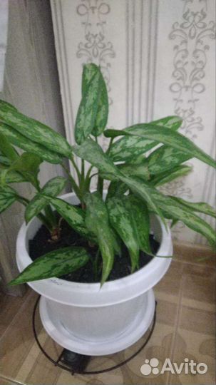 Диффенбахия