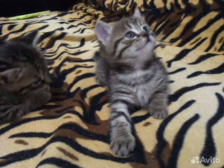 Подарим котенок девочка 1,5 мес