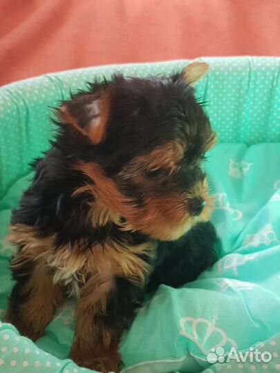 Йоркширский терьер