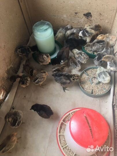 Цыплятам 2 дня-карликовой породы