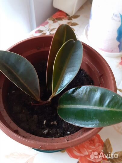 Декоративный фикус