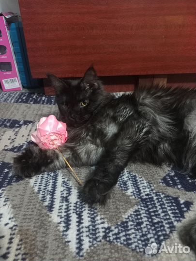 Продам кошечку Мей Кун полидактильная