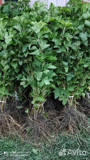 Саженцы плодовых деревьев