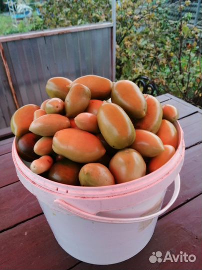 Томаты свежие, зеленые