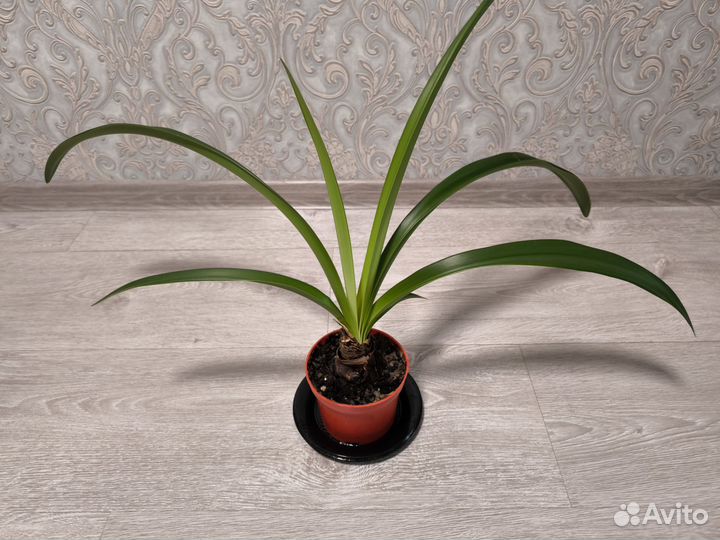 Гиппеаструм, амариллис