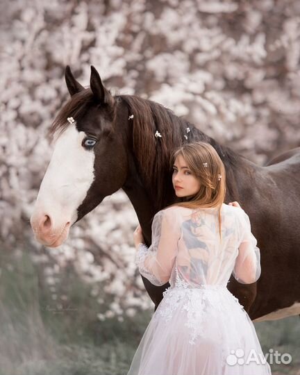 Прокат на лошади