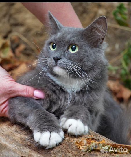 Кошка в дар