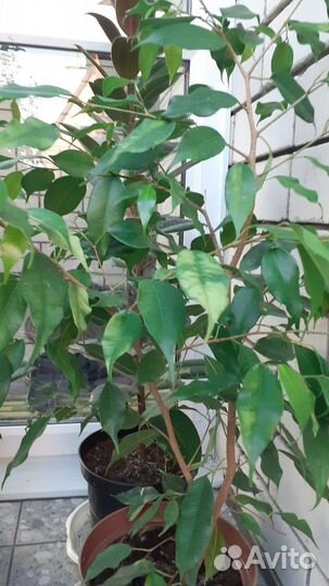 Фикус бенджамина пестролистный,зелёные