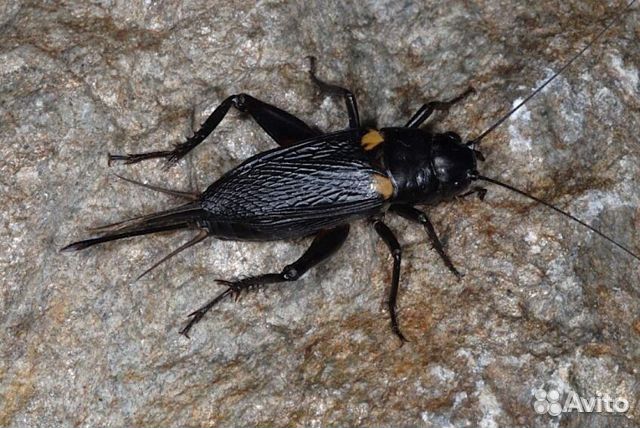 Кормовые насекомые для Рептилий \ Членистоногих