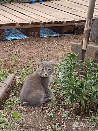 Кошки в добрые руки бесплатно