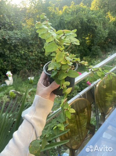 Фикус пумила, фуксия, виноград виччи