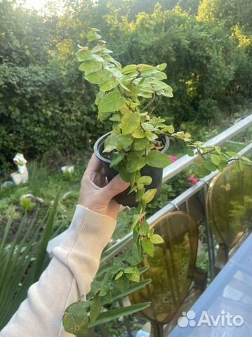 Фикус пумила, фуксия, виноград виччи