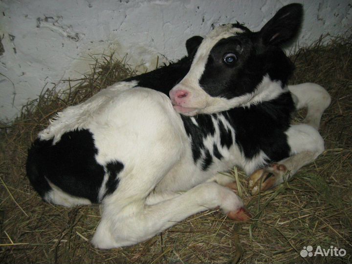 Телята и бычки