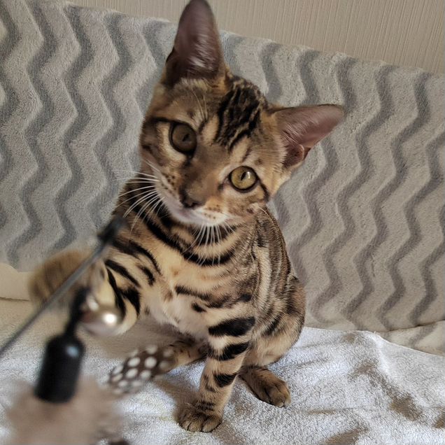 Бенгальский котёнок