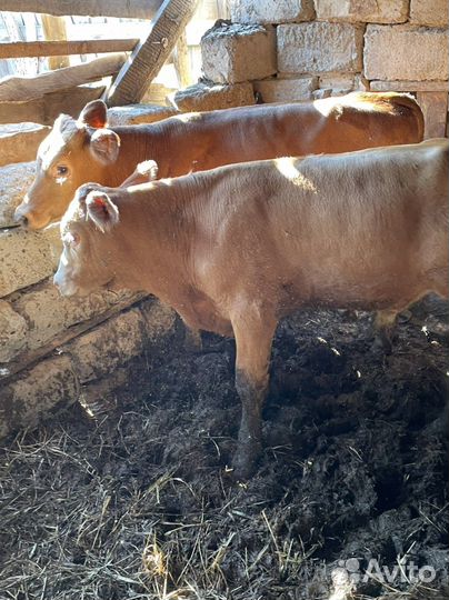 Бычки молодняк