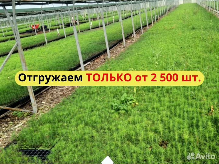 Сеянцы ели зкс от производителя