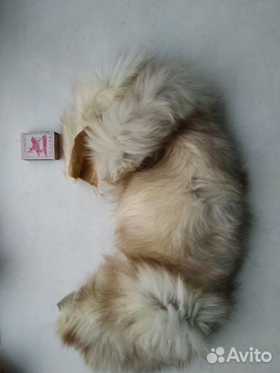 Шкурка песец