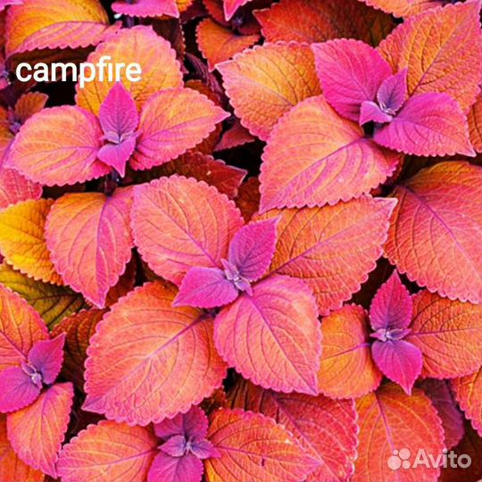 Колеусы более 150 сортов Севастополь Фиолент