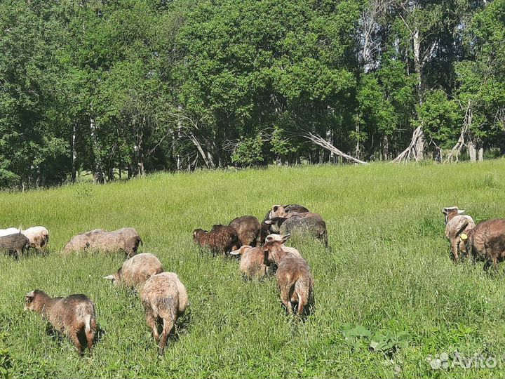 Овцы и бараны