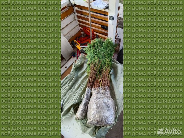 Туя для изгороди саженцы
