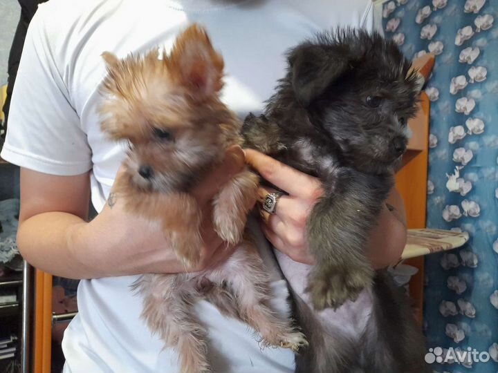 Вязка китайская хохлатая