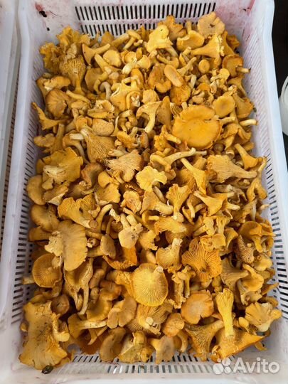 Лисички свежие