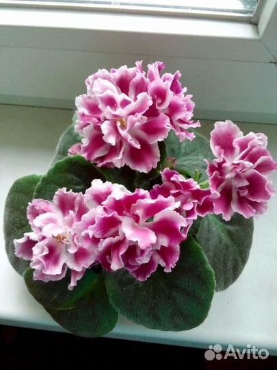 Фиалка детка