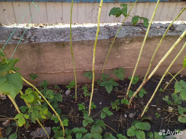 Саженцы жимолости, малины