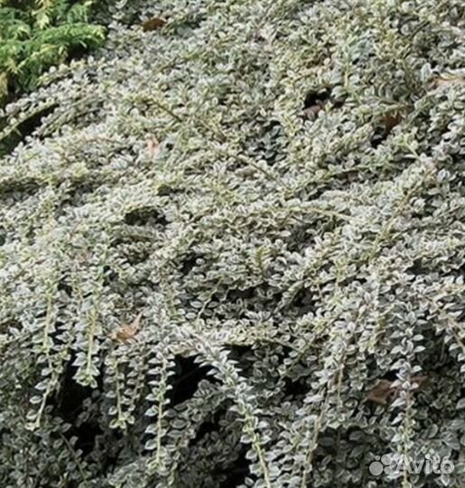 Кизильник блестящий