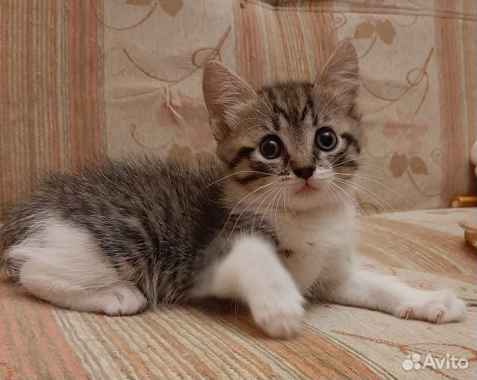 Котенок девочка 3 мес в дар