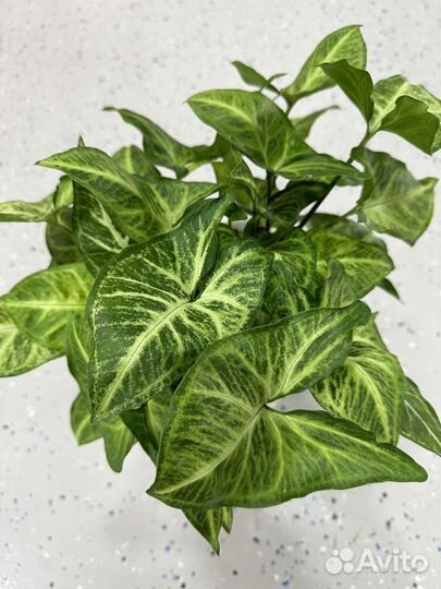 Сингониумы