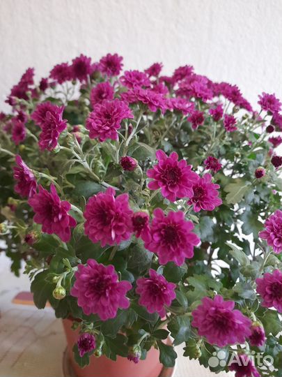 Хризантема в горшке