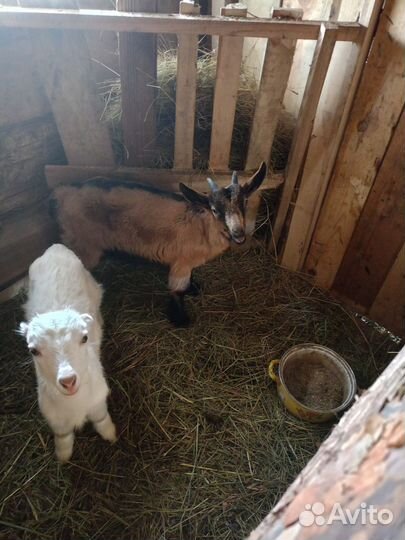 Козлик на племя
