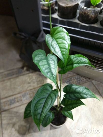 Монстера Минима Рафидофора