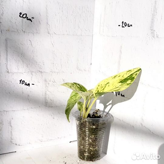 Сциндапсус марбл квин