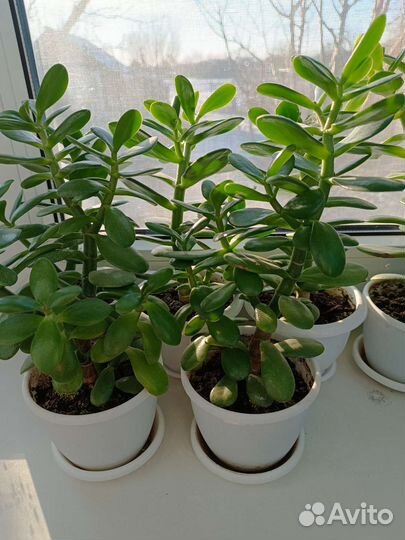 Толстянка (Денежное дерево)