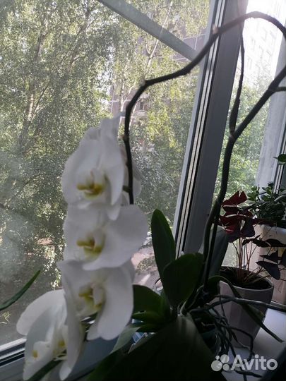 Орхидея фаленопсис белая