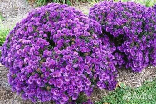 Сентябринки