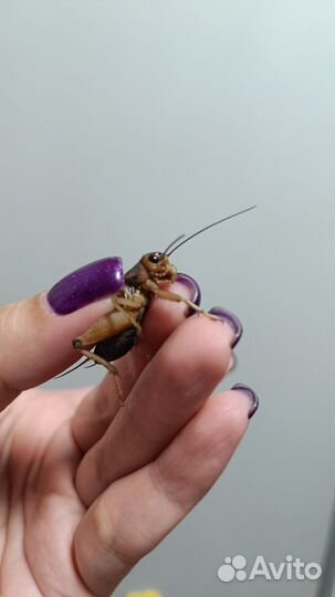 Сверчки кормовые