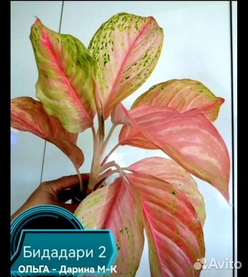 Аглонемы и филы