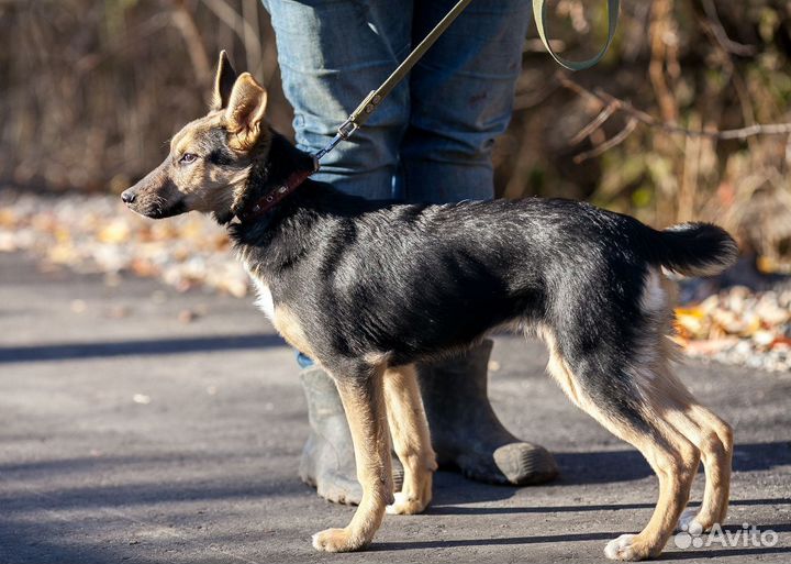Щенок девочка Молли