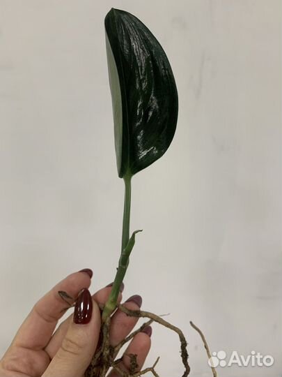 Сциндапсус Дарк / Scindapsus Trebie Dark form