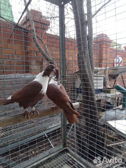 Голуби Артамоны Краснодарские бойные