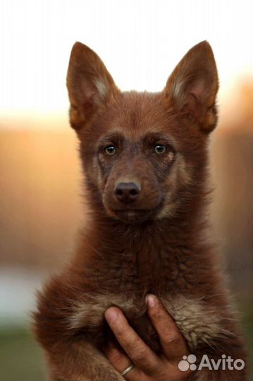 Цветная овчарка