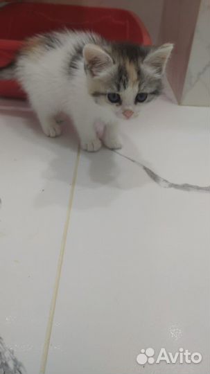 Котенок