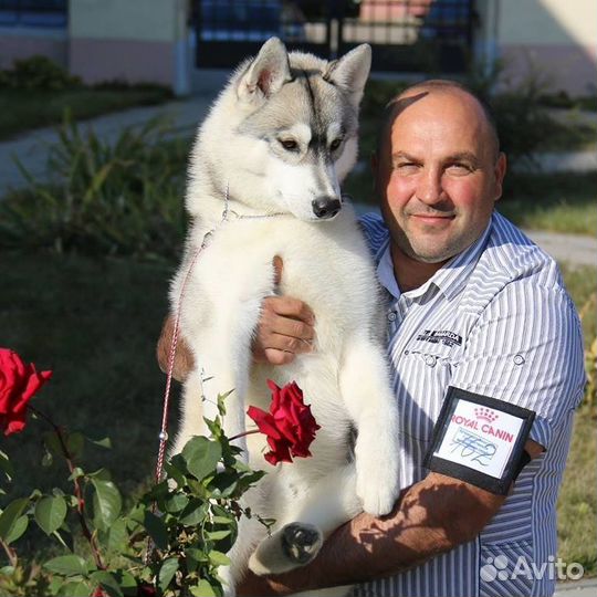 Вязка Сибирский хаски