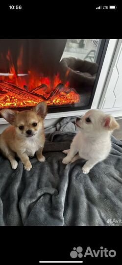 Щенок чихуахуа мальчик