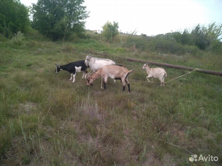 Коза дойная