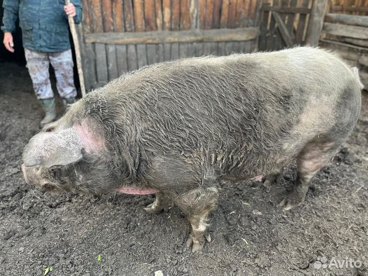 Свиноматка и боров