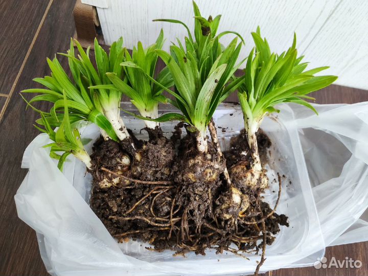 Луковицы белых лилий